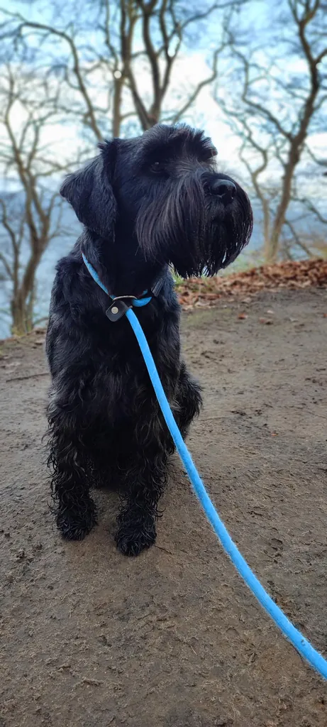 Lotte, eine schwarze Mittelschnauzerin, sitzt im Herbstlaub.