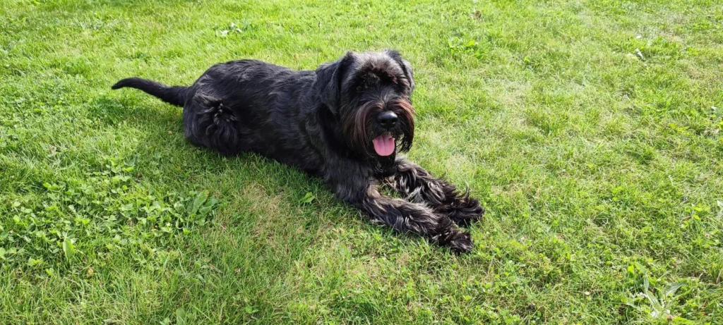 Lotte liegt entspannt auf einer Wiese.